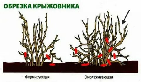 Как правильно подрезать крыжовник