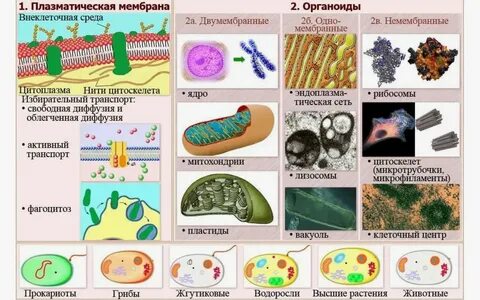 Строение клетки егэ биология тест