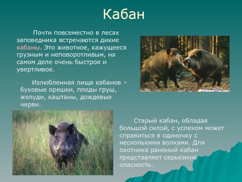 Какие звери встречаются в природе