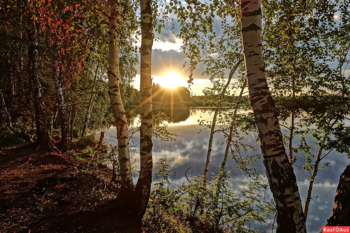 старинный дуб. румынское кладбище сапанта. сады стояли безмолвные. сады стояли безмолвные. ранняя золотая поздняя осень.