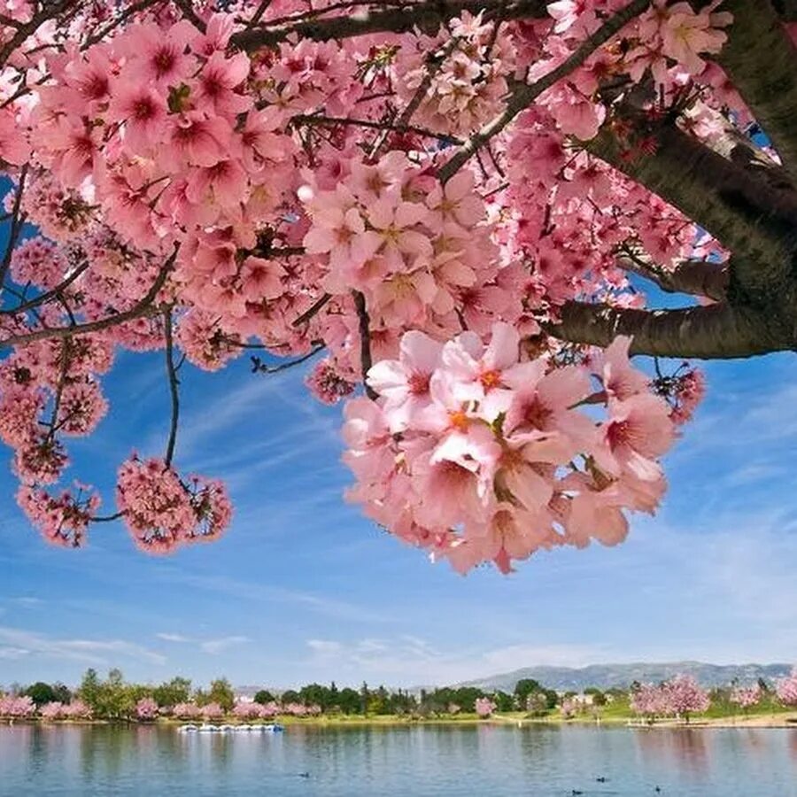 Lake blossom. Сакура у озера китай. Цветущая сакура в японии. Корея черри блоссом. Цветущая сакура над водой.