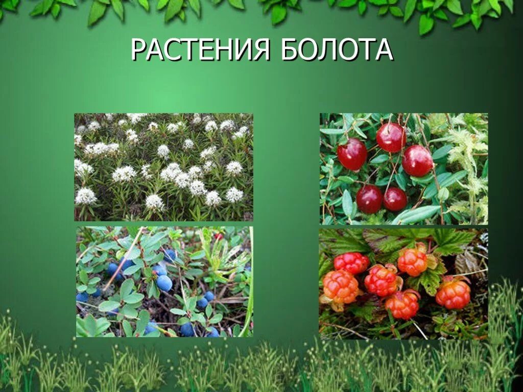 Таблица болот растения. Растения болот. Растения растущие на болоте. Растения которые растут на болотах. Растения произрастающие на болотах.