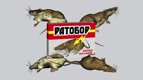 Какого запаха крысы