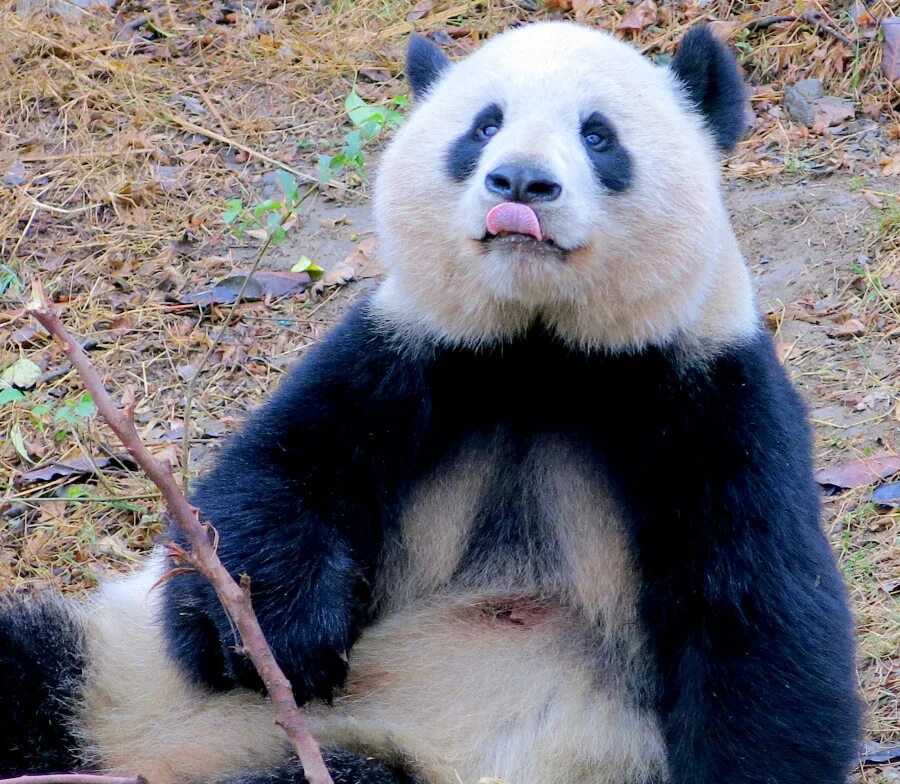 панда 4 самара