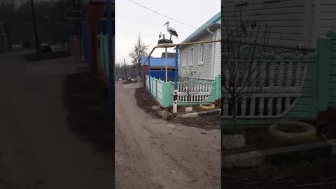 Погода в тиме курской