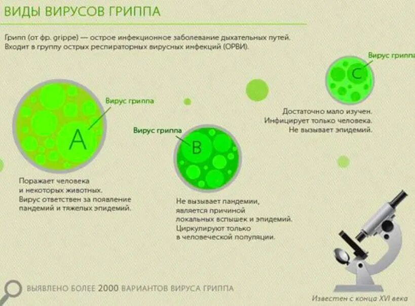 Распространенный грипп. Вирус гриппа типа б. Виды вирусов гриппа. Грипп типа а. Разновидности вируса гриппа.