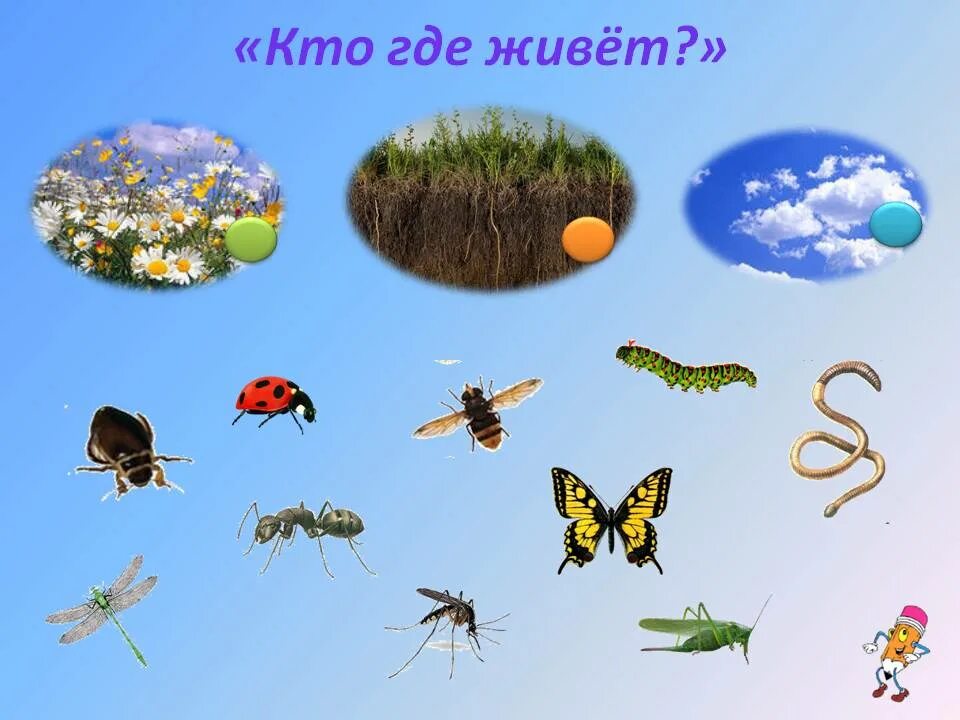 Неделя насекомые средняя группа. Насекомые для дошкольников. Насекомые в природе для детсада. Мир насекомых для детей средней группы. Иллюстрации насекомых для детского сада.