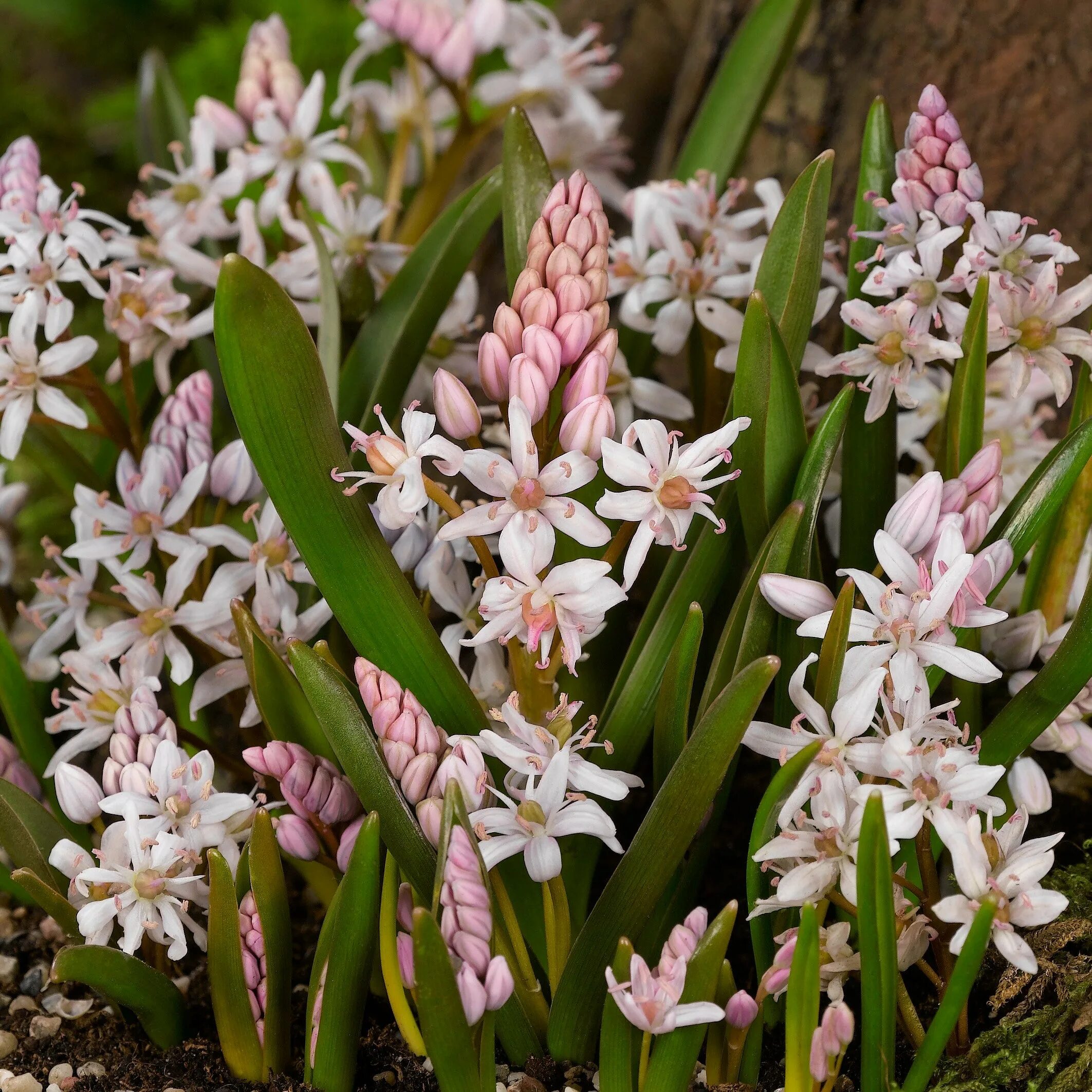 Сцилла цветок купить. Bifolia Сцилла. Сцилла Розеа. Пролеска двулистная. Пролеска двулистная Розеа.