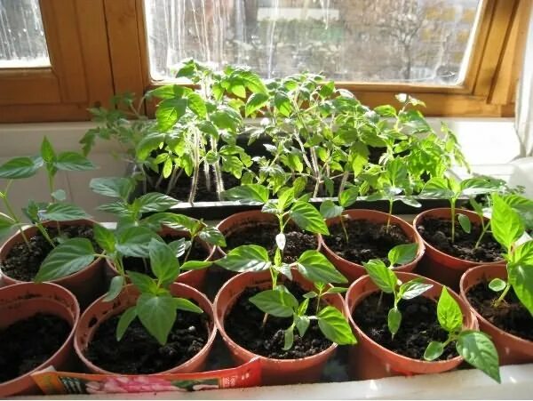 Какая температура после пикировки перцев. Пикировать рассаду что это. Во что пикировать рассаду перца. Пикирование рассады помидор. Пикирование рассады перца.