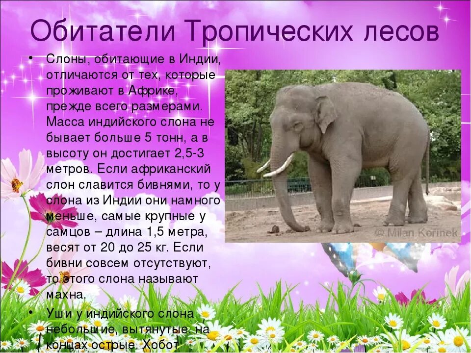 Слоник жив. Доклад про слона. Слон : рассказы. Африканский слон. Слон кратко для детей.