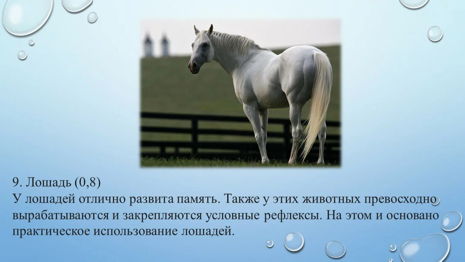 Предложения с словом конь. Слово лошадь. Текст про лошадей. Лошадь словарное слово. Предложение со словом лошадь.