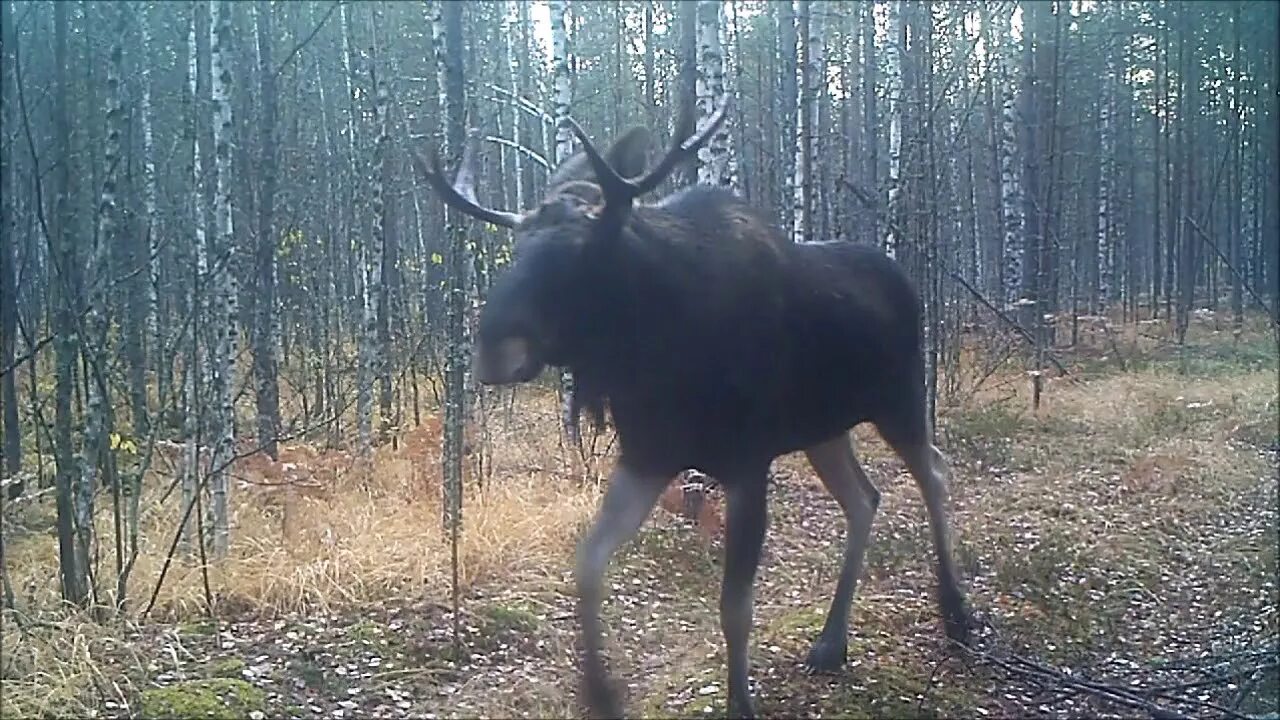 Керженский заповедник Нижегородской области Лось. Лось в лесу. Лось кричит.