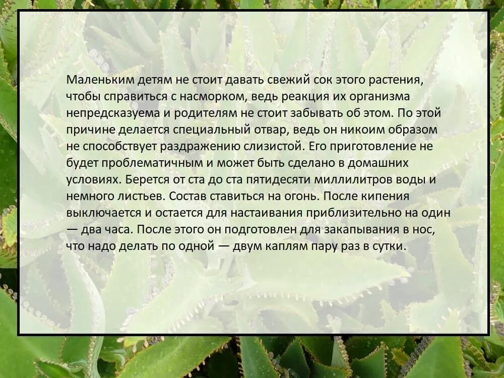 Можно ли закапывать нос алоэ. Цветок для закапывания в нос. Каланхоэ для носа как сделать. Капли в нос от насморка с каланхоэ. Сосудосуживающие растения.