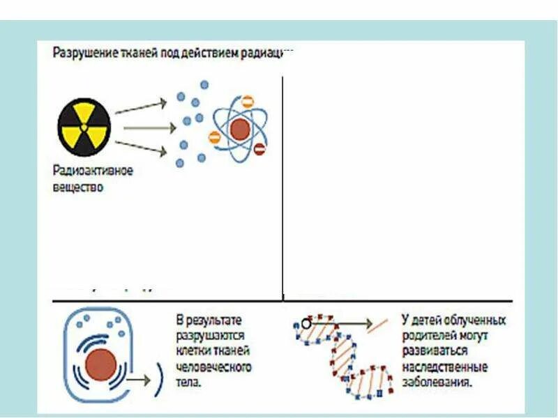 Сообщение на тему рентгенография. Механизм разрушения. Разрушение тканей под действием радиации. Оценка исходного состояния здоровья. Возрастные изменения хрящевой ткани.