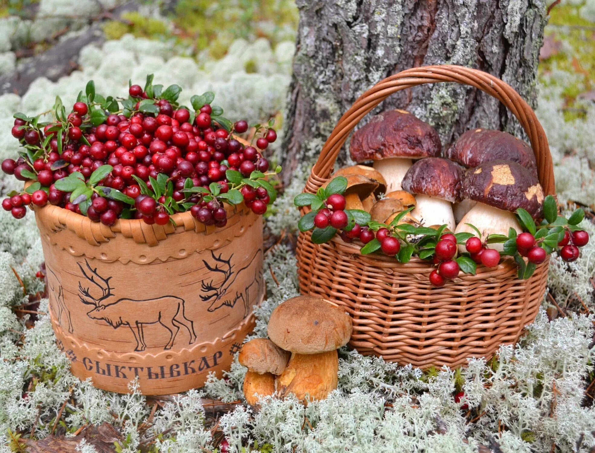 Свежие грибы и ягоды. Корзина с грибами. Корзинка с дарами осени. Корзина с ягодами. Ягоды в лукошке осень.