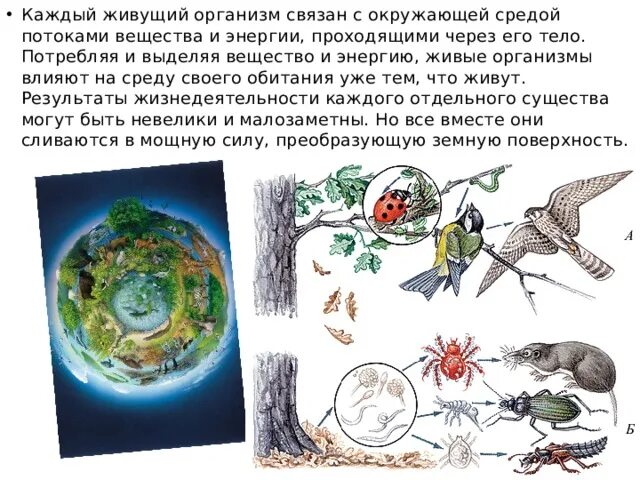 Какие живые организмы обитают в биосфере 6. Каким образом организм связан с окружающей средой. модель организмов и связывающих их с окружающей средой. энергия и живые существа 2 класс. энергия и живые существа 2 класс окружающий мир.