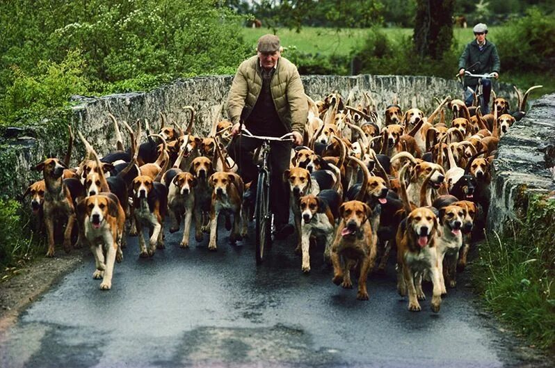 Бордер колли спорт. Приколы с собаками. Dogs community. Логотип для вкусняшек для собак. Воспитание собаки.