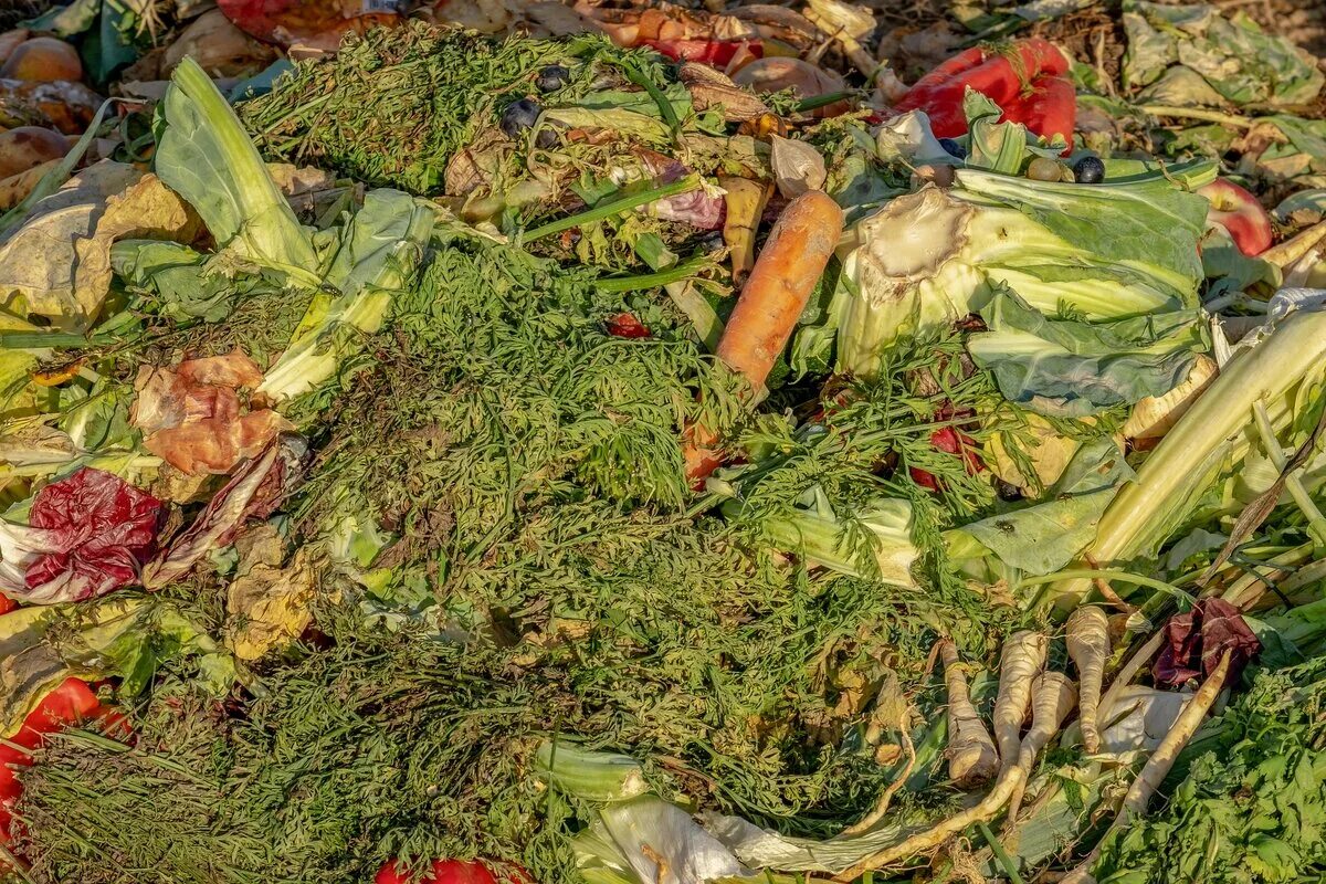 Биологических отходов. Пищевые и растительные отходы. Биоотходы пищевые отходы. Сельскохозяйственные отходы. Свалка пищевых отходов.