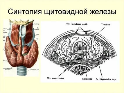 Синтопия
