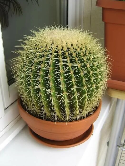 Кактусы икеа керамика. Кактус пермь. Цереус суккуленты. Эхинокактус грузони техасский. Салон кактус саранск.