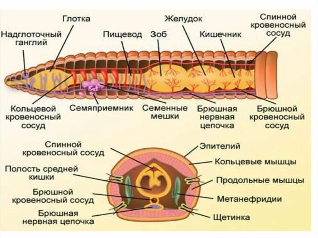 Система малощетинковых червей. Строение малощетинковых червей червей. Строение малощетинковых кольчатых червей. Внешнее строение малощетинковых червей. Системы органов кольчатых червей.