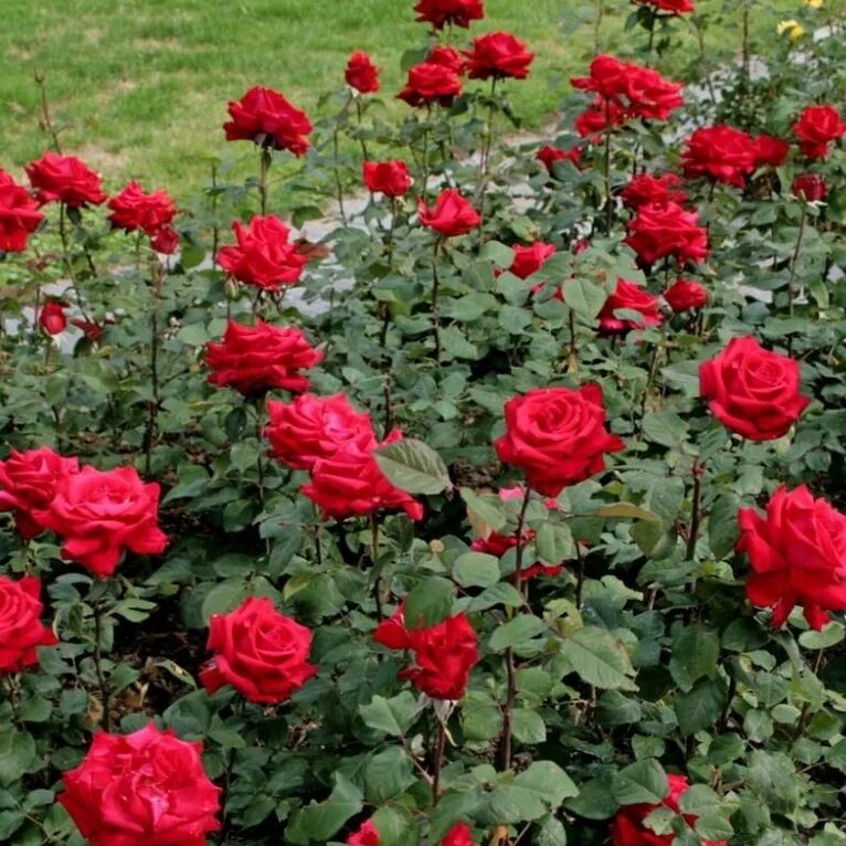 Супер гранд аморе. Гранд аморе (grande amore). Гранд аморе (grande amore). Супер гранд аморе. Супер гранд аморе.