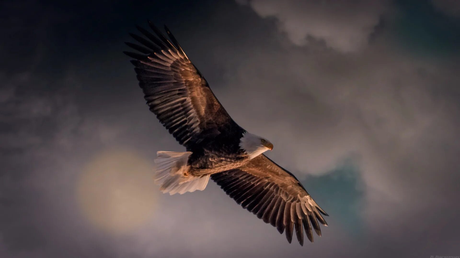 Текст лети орел. Орел в небе. Полет птицы. Летящий орёл. Парящий Орел.
