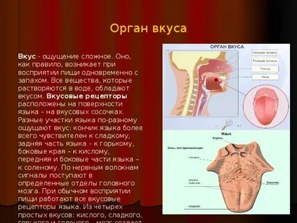 Орган вкуса реагирует только на