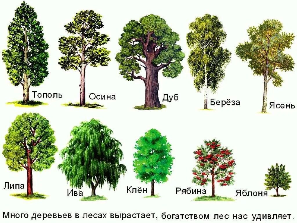 Какие деревья на южную сторону. Лиственные деревья. Лиственные деревья названия. Деревья для детей с названиями. Лиственные деревья картинки.