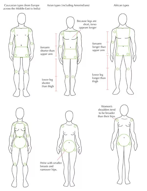 Фигура человека название. Пропорции мужского тела для рисования. Пропорции тела человека анатомия. Пропорции мужчины для рисования. Типы телосложения человека анатомия рисунок.