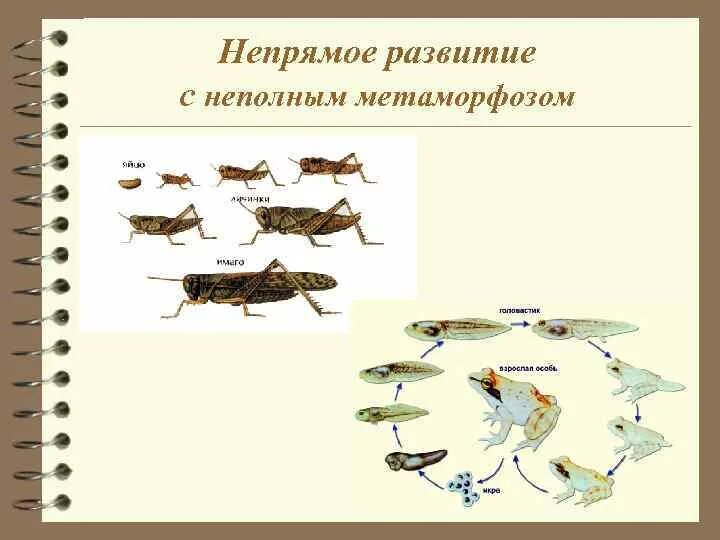 Постэмбриональное развитие Непрямое с неполным метаморфозом. Прямое и Непрямое развитие полное и неполное превращение. Развитие прямое и Непрямое с полным и неполным метаморфозом. Постэмбриональное развитие с неполным метаморфозом.