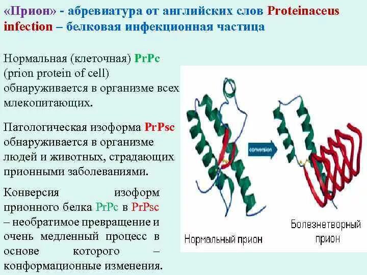 Прион это в микробиологии. Прион это в микробиологии. Прионы микробиология морфология. Инфекционные белки. Ген prnp.