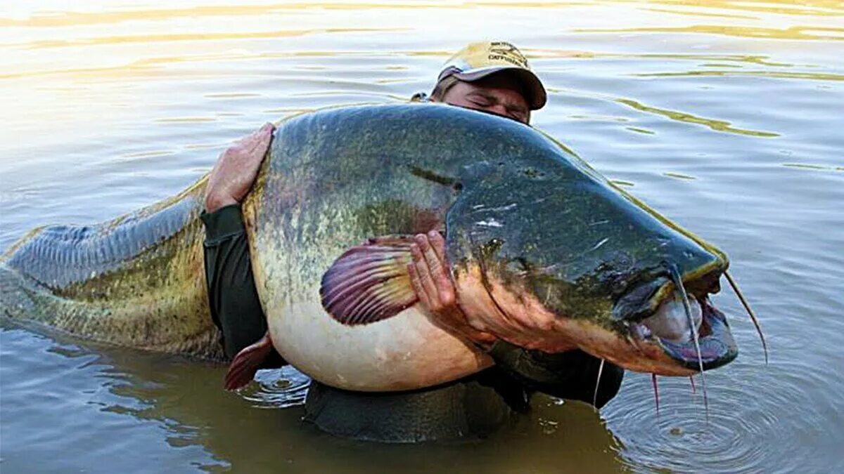Рыба 5 метров. Крупная рыба. Сом рыба большая. Самый большой сом. Гигантские рыбы.