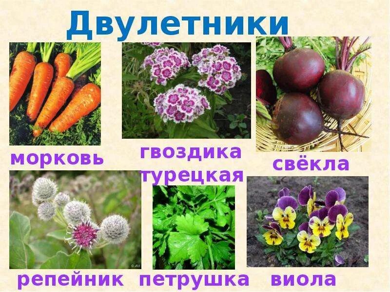 Однолетние цветочные культуры. Травянистые растения однолетние двулетние многолетние. Однолетние растения двулетние растения многолетние растения. Однолетние и двулетние растения. Однолетние двулетние и многолетние растения.