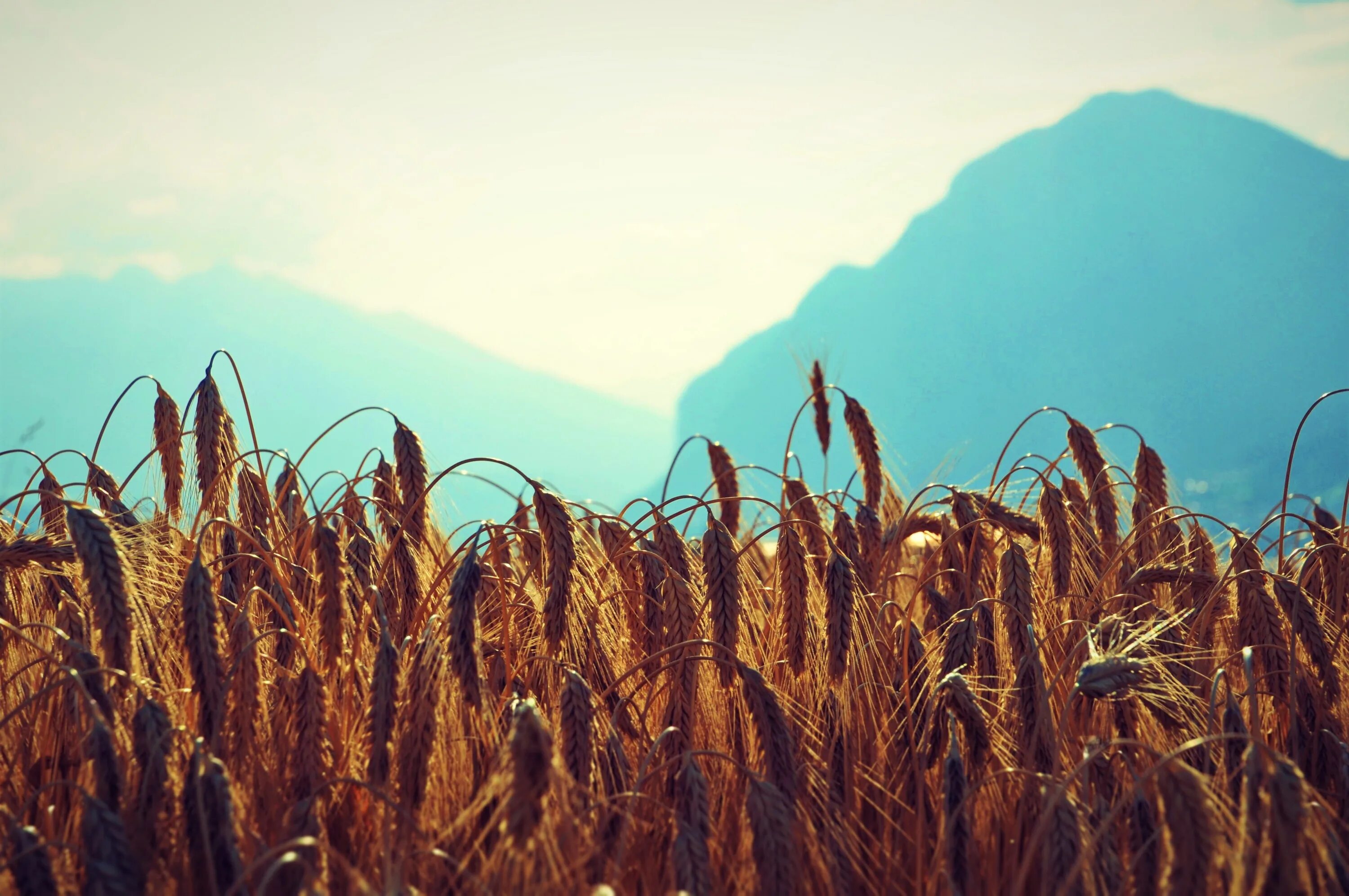 Крым пшеничное. Араратская Долина поля пшеничные. Пшеничное поле. Сельское хозяйство в горах. Пшеничное поле в горах.