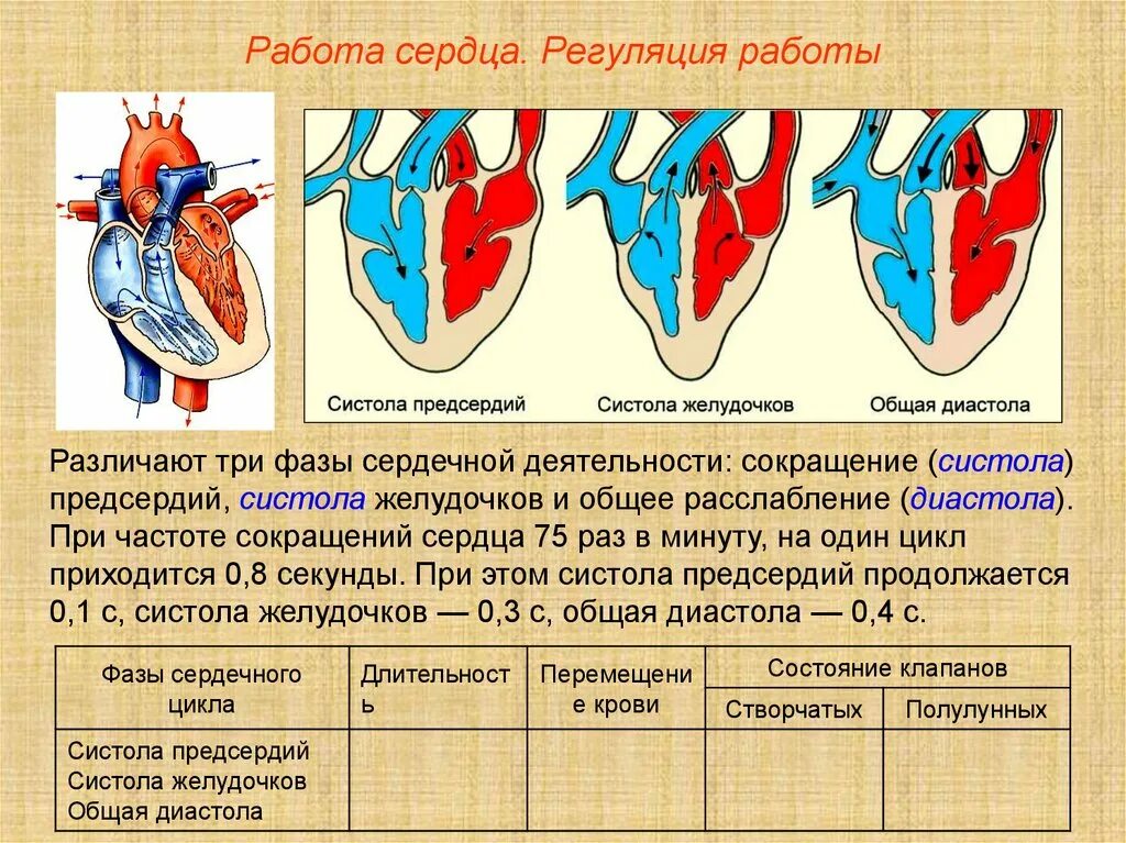 Систолы желудочков сердечного цикла. Систола предсердий систола желудочков и диастола. Диастола предсердий и желудочков в сердечном цикле. Фазы сердечного цикла сокращение предсердий. Чем отличается предсердие от желудочка