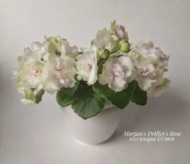 Фиалка morgan s
