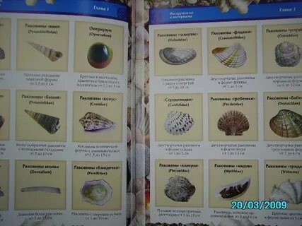 Описание ракушек