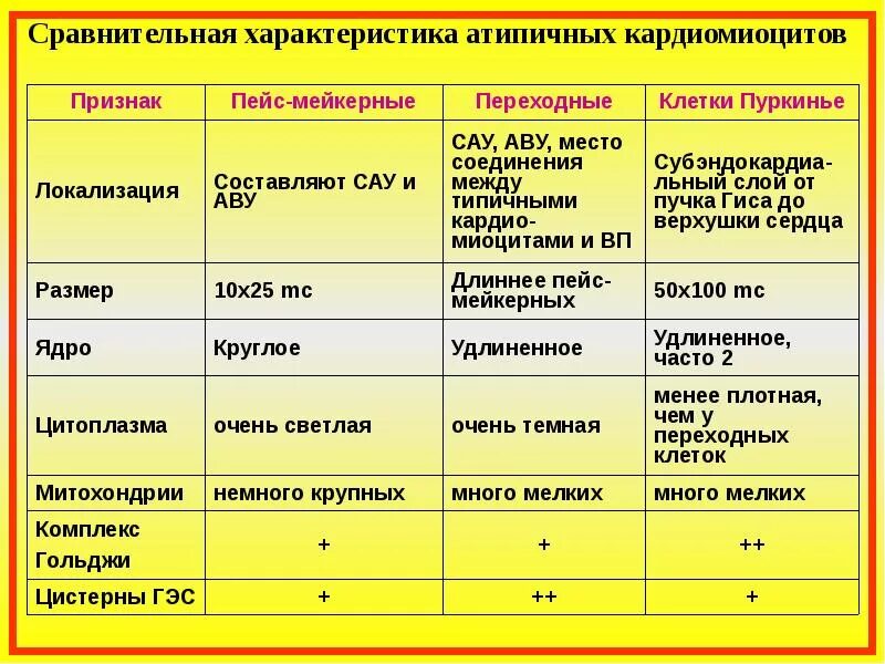 Основная функция типичных кардиомиоцитов. Характеристика атипичных кардиомиоцитов. сравнение типичных и атипичных кардиомиоцитов. типичные и атипичные кардиомиоциты сравнение. характеристика типичных кардиомиоцитов.