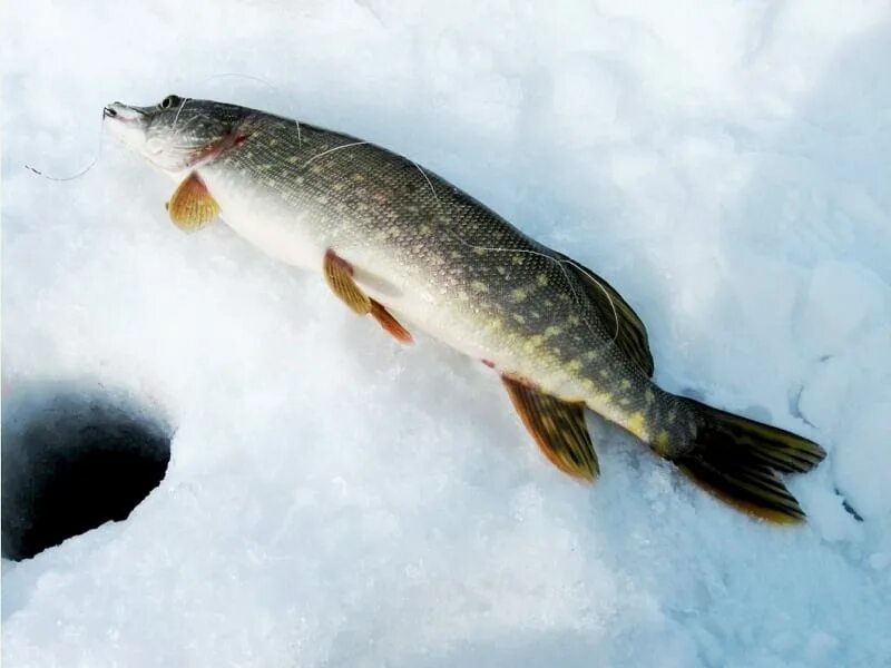 Щука на снегу. Щука по первому льду. Щука на льду. Щука на льду зимой. Фото щуки на льду.