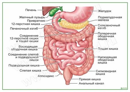 Назовите отделы желудочно кишечного тракта