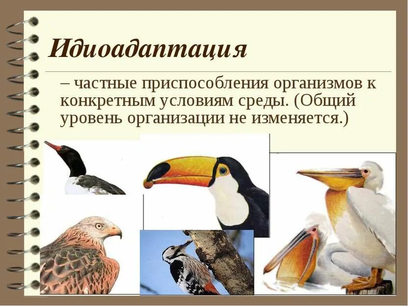 Способствует приспособлению к изменившимся условиям среды