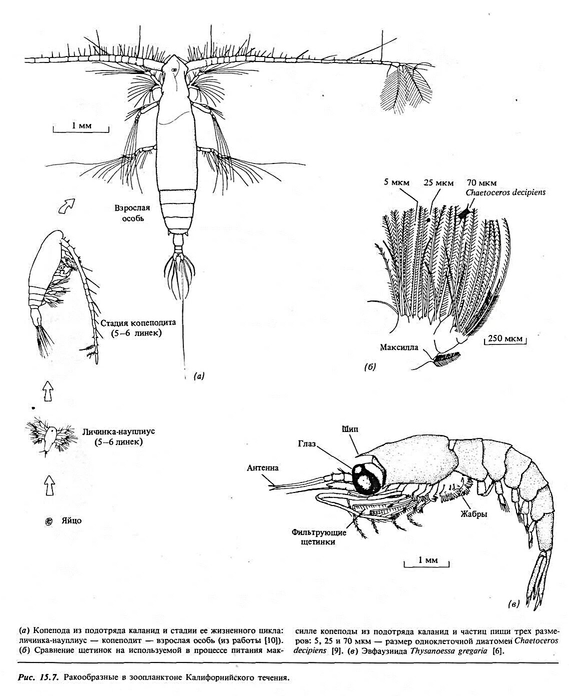 Зоопланктон веслоногие. Циклоп зоопланктон. Зоопланктон строение. Зоопланктон рисунок.