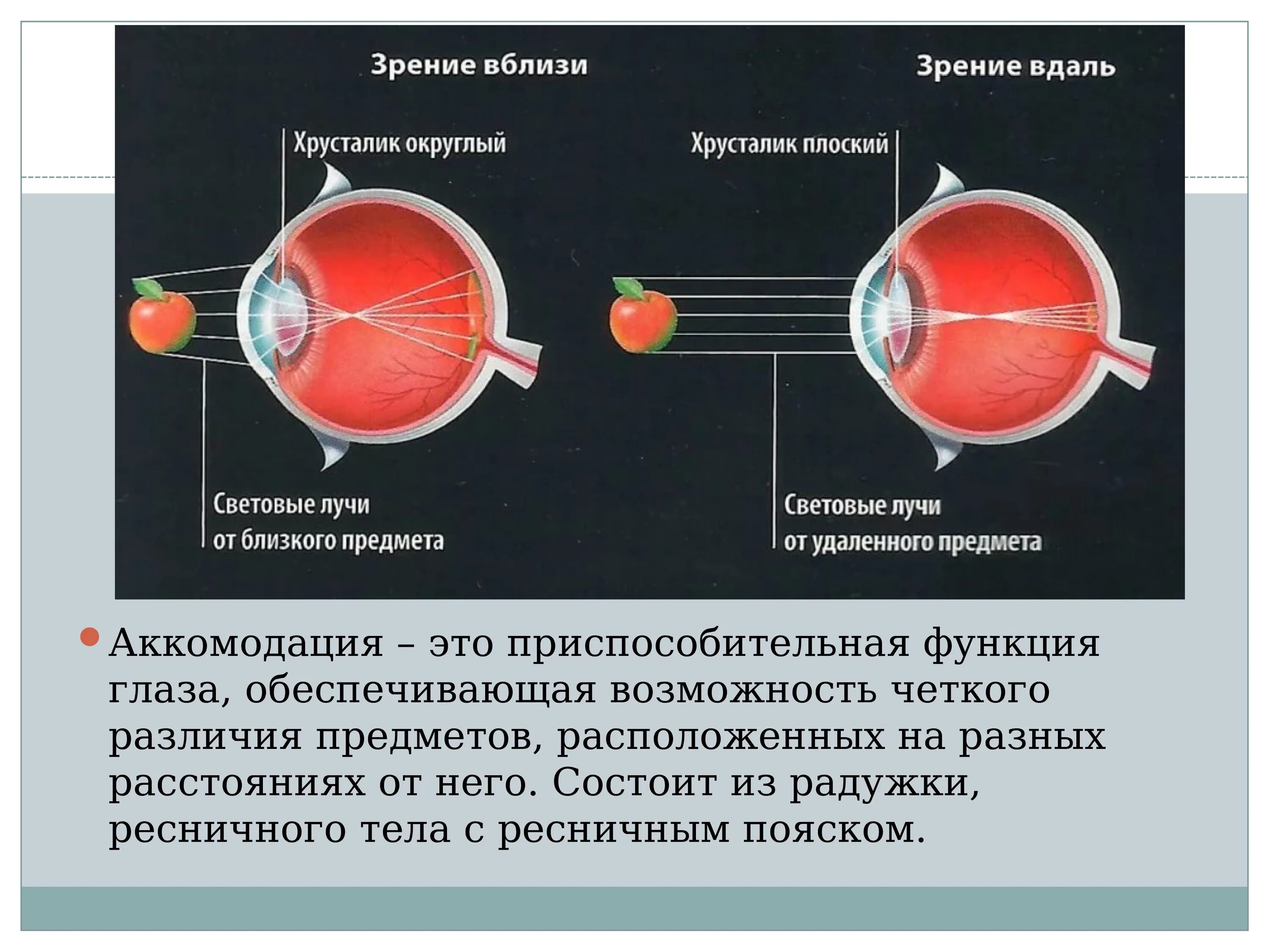 Точка лежащая зрение. Аккомодационная система глаза. Зрительная аккомодация это. Вергентная аккомодация. Структуры глаза участвующие в аккомодации.