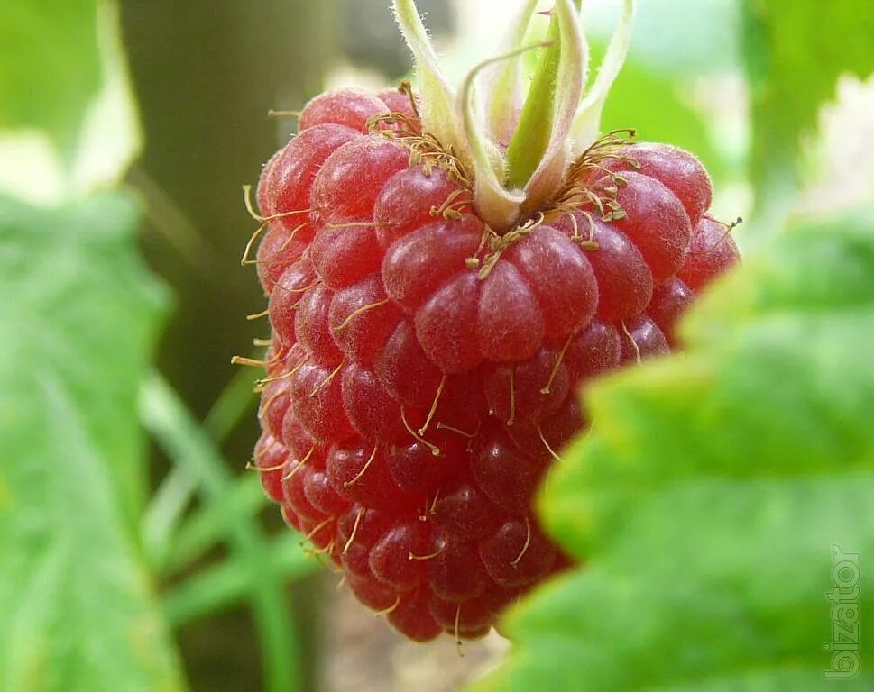 Малина сорт гусар. Малина гусар куст. Саженцы малина гусар. Малина ремонтантная рубиновое ожерелье. Малина гусар ремонтантная.