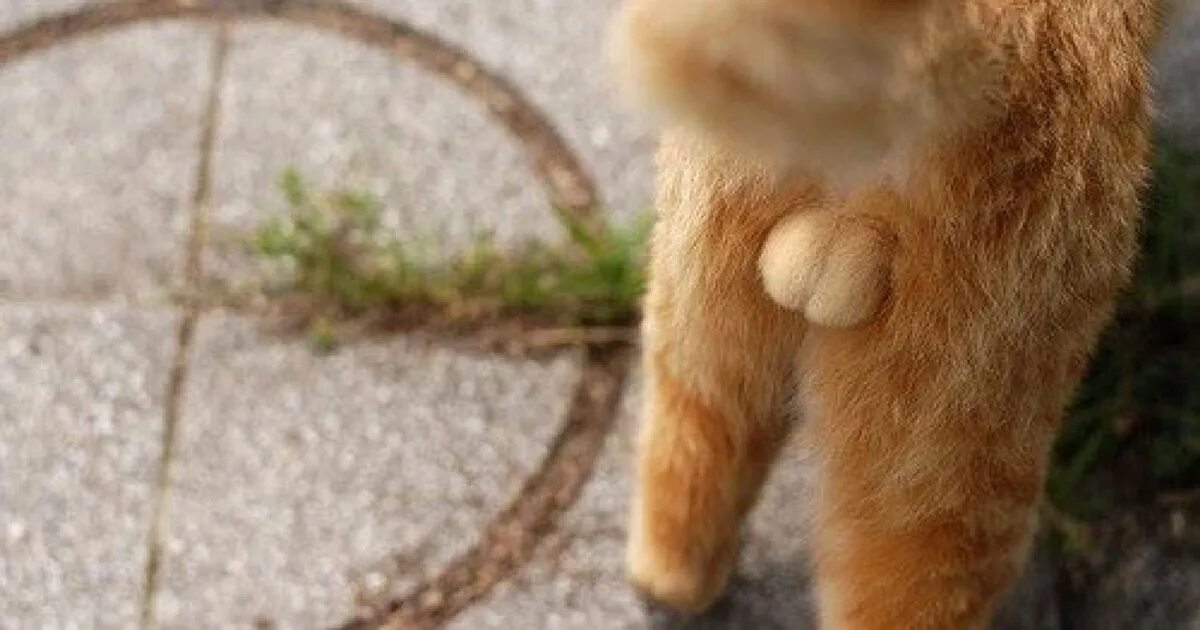 Cat penis. Яйца кота. Пушистые яички. Кошачьи яички. Пушистые яйца кота.