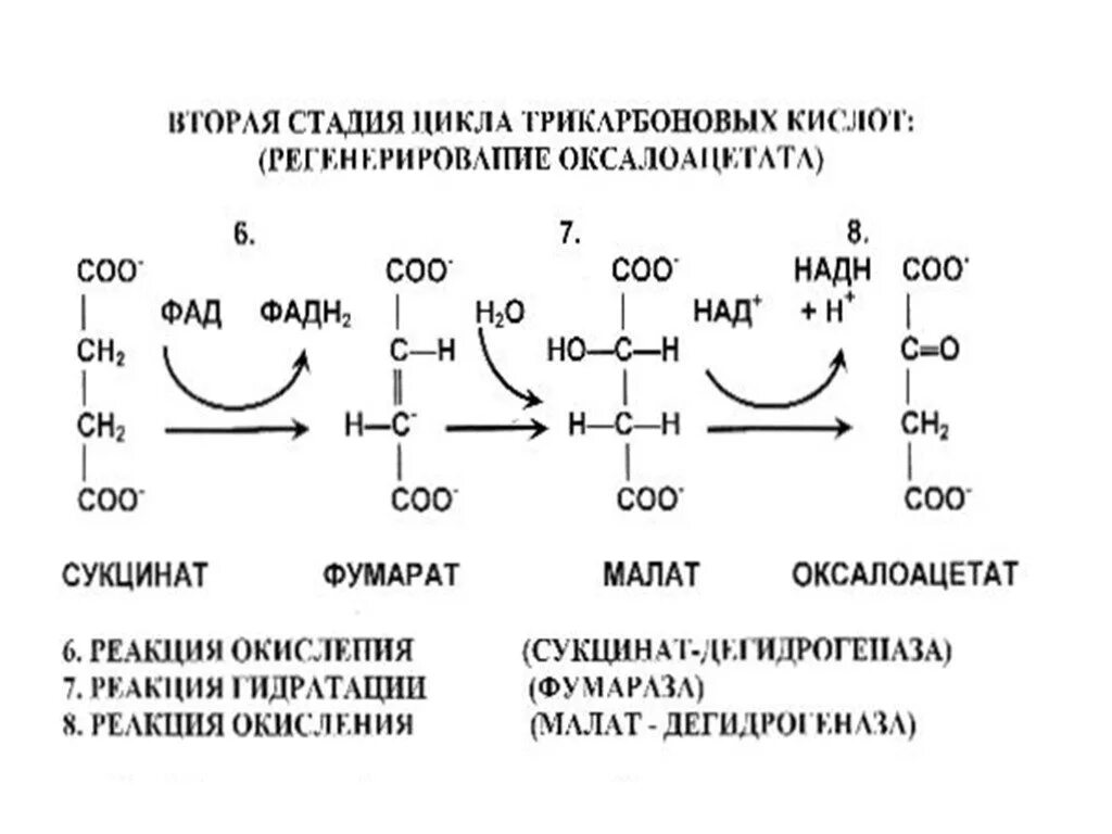 Цикл трикарбоновых кислот этапы. Реакция превращения фумарата в оксалоацетат. Превращение фумарата в оксалоацетат. Превращение аспартата в оксалоацетат через фумарат. Напишите реакцию превращения фумарата в оксалоацетат..