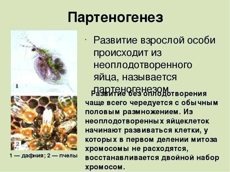 Партеногенез тип размножения. Партеногенез. партеногенез у пчел. оплодотворение и партеногенез. партеногенез у насекомых.