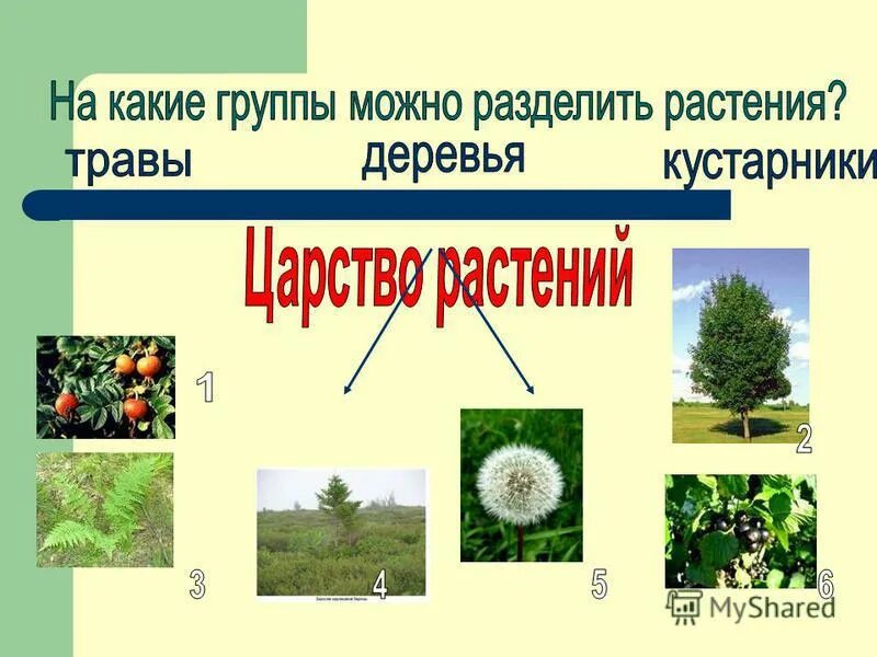 Презентация мир растений окружающий мир 3 класс. Мир растений проект. Мир растений презентация. Деление растений на группы. Окружающий мир разнообразие растений.