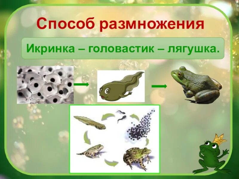 Размножение происходит в воде. Размножение лягушек 3 класс. озёрная лягушка размножение. стадии размножения лягушки. размножение земноводных лягушек.
